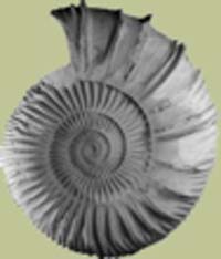 Catutosphinctes